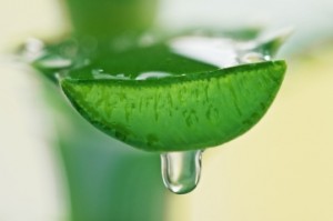 Aloe vera