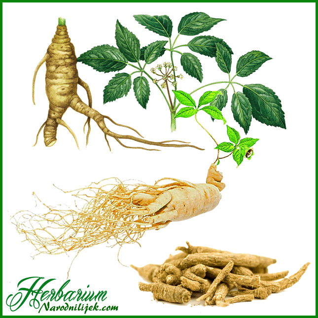 Herbarium Ginseng