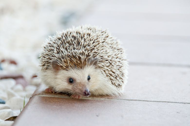 Jež