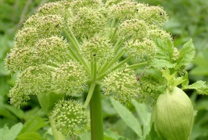 Anđelika (Angelica archangelica) An%C4%91elika