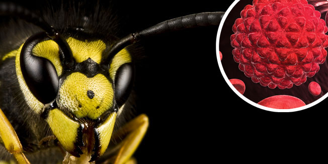 brazilske ose liječe rak