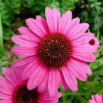 echinacea
