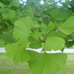 ginko biloba