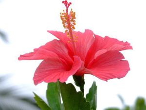 hibiskus