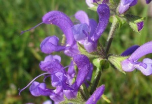 kadulja