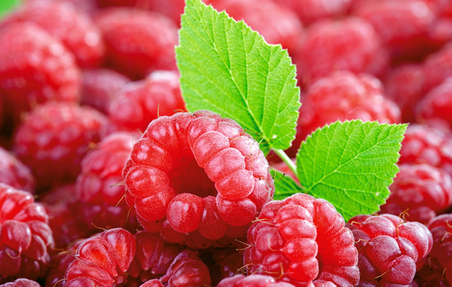 maline