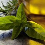origano