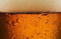 pivo