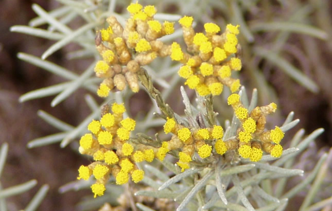 smilje-immortelle-helichrysum-italicum