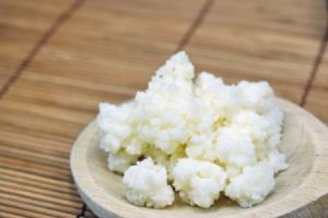 tibetanska gljiva - kefir