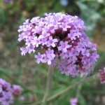 verbena-officinalis