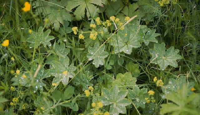 virak  -  Alchemilla vulgaris