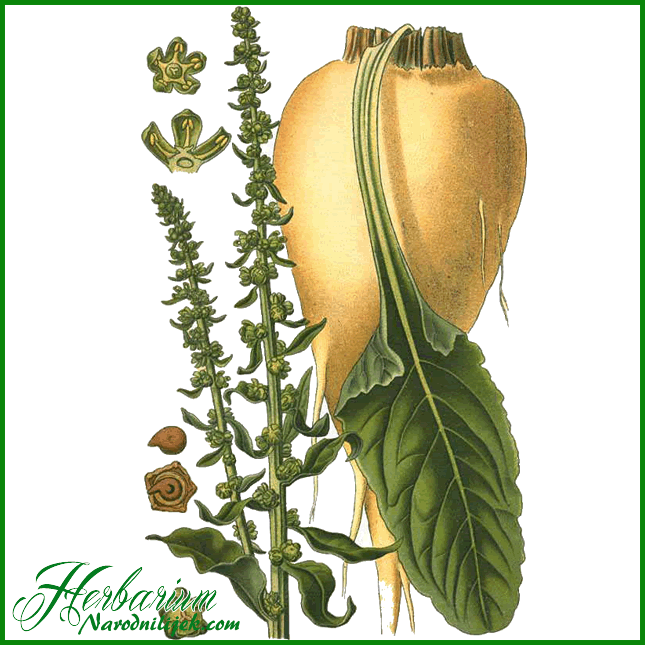 Herbarium - Cikla