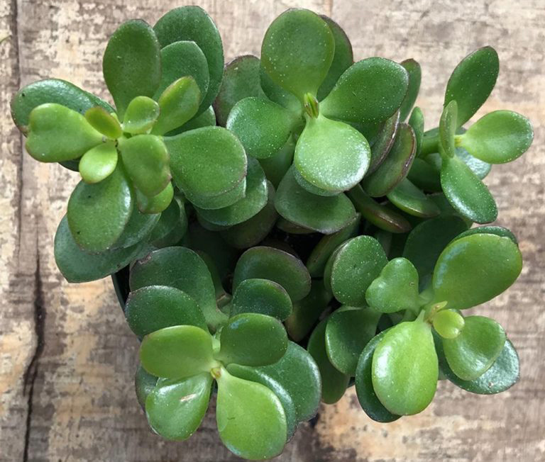 Crassul ovata