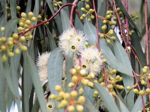 Herbarium - Eukaliptus