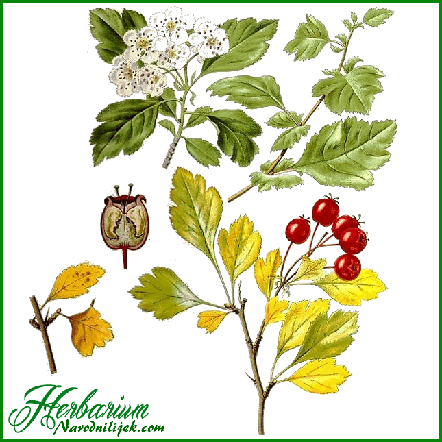 Herbarium – Glog bijeli