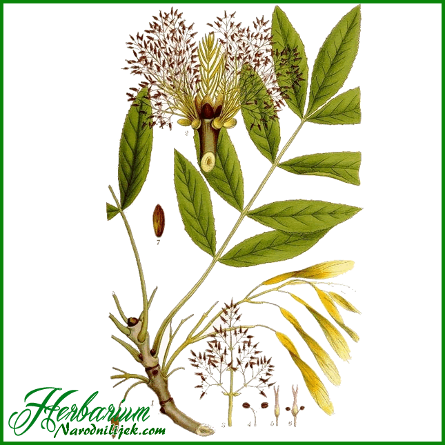 Herbarium – Jasen bijeli