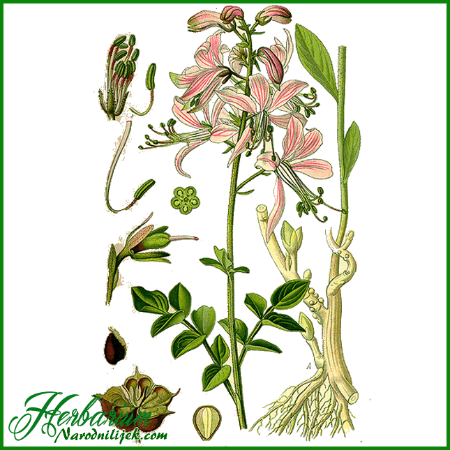 Herbarium - Jasenak