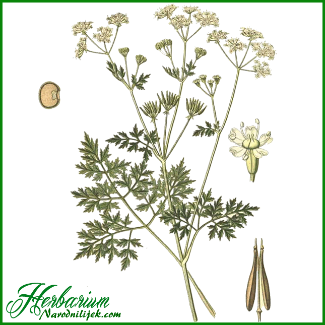 Herbarium - Krasuljica