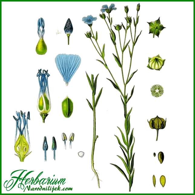 Herbarium - Lan