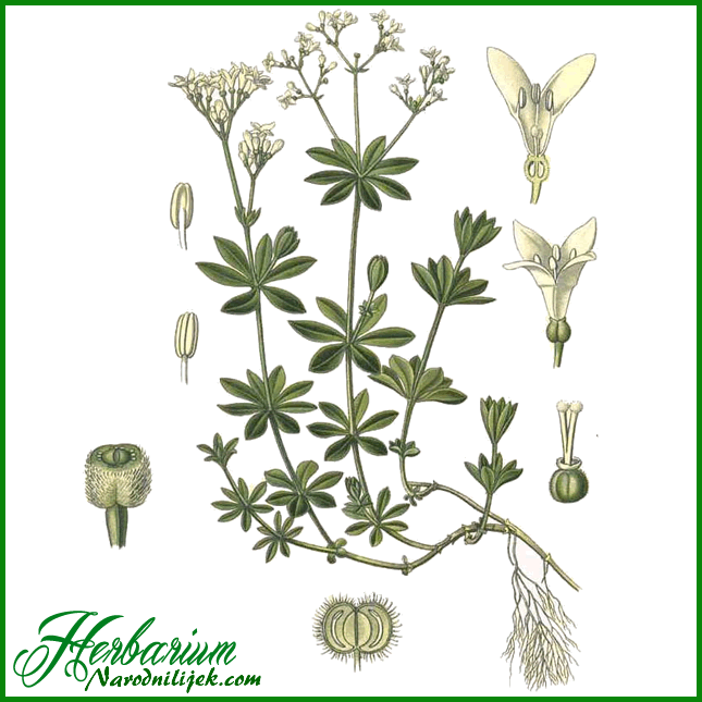 Herbarium – Lazarkinja mirisna