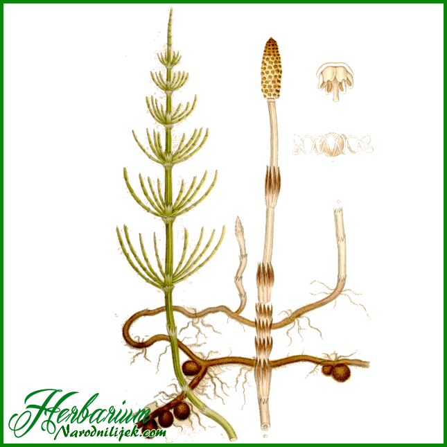 Herbarium - Preslica