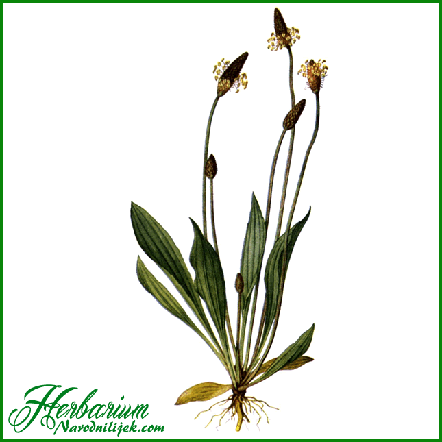 Herbarium - Trputac