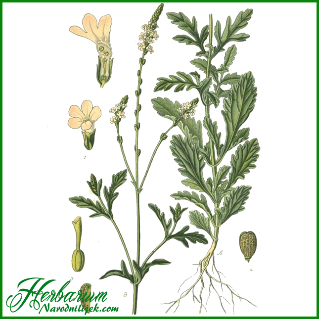 Herbarium - Verbena Divlja