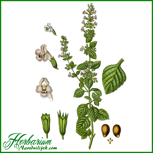 Herbarium – Bosiljak divlji