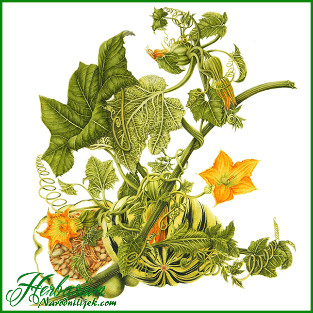 Herbarium - Bundeva