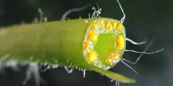 Narančasti sok - rosopas biljka