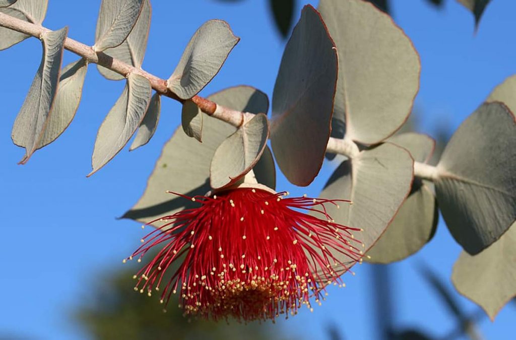 cvijet eukaliptusa
