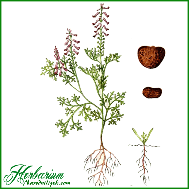 Herbarium – Dimnjača