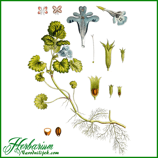 Herbarium – Dobričica
