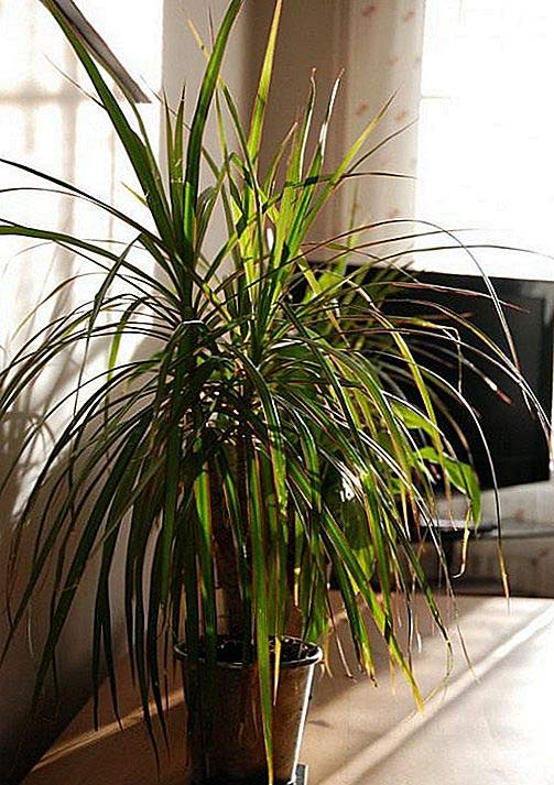 dracena