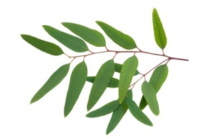 eukaliptus