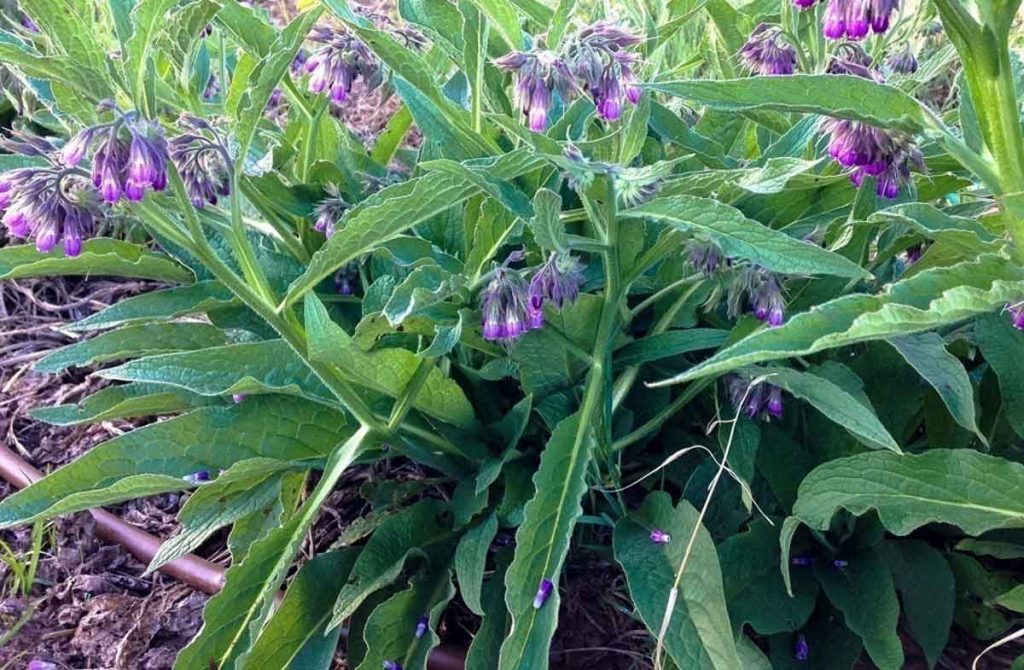 Symphytum officinale