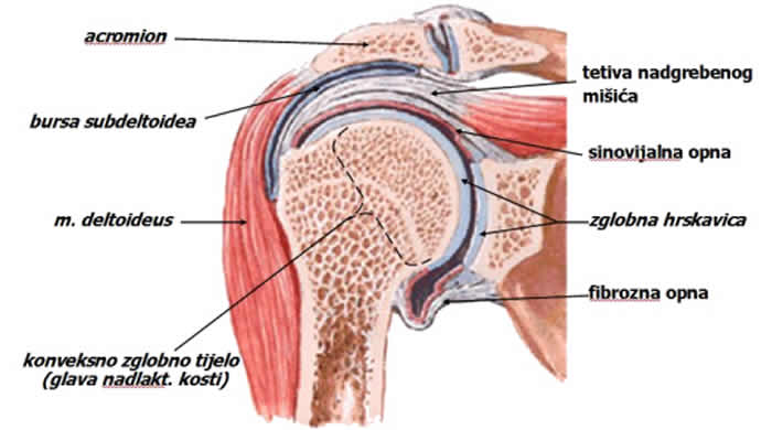 bol u ruci između zgloba ramenog lakta liječenje osteoartritisa 1 palac