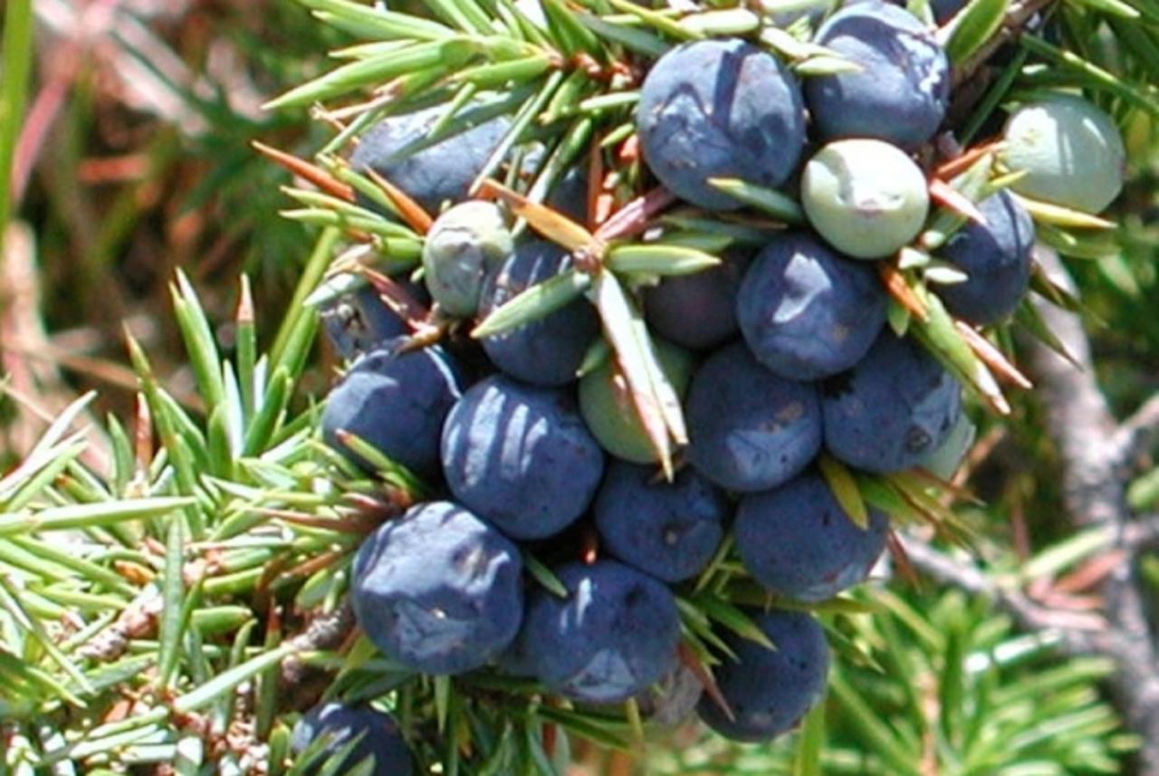 Bolja probava pomoću bobica smreke