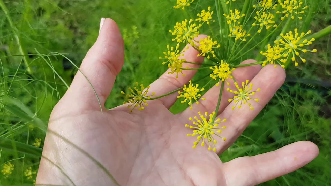 Komorač se koristi u liječenju kašlja, bolova u prsima, grčeva...