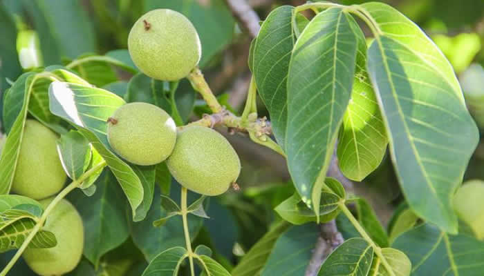 orah priznanja