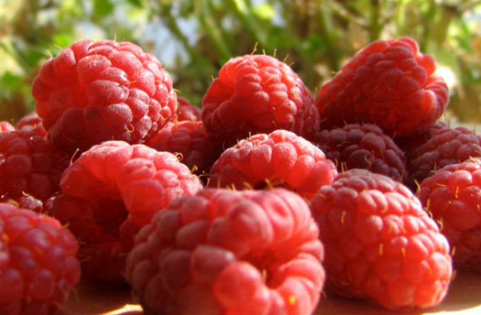 maline