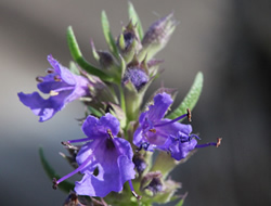 Herbarium - Miloduh