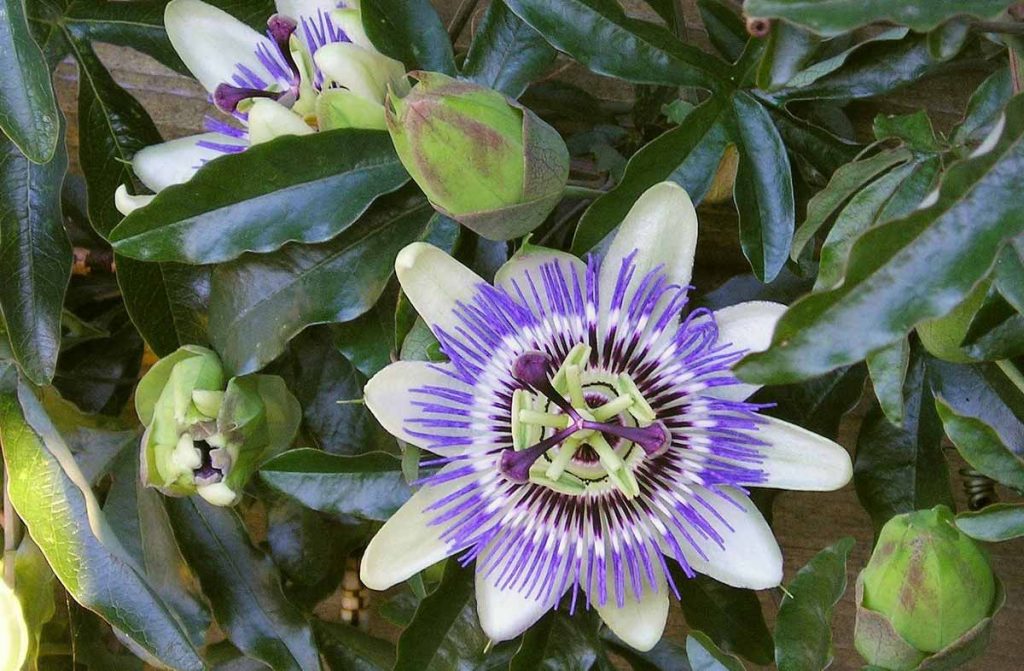 pasiflora biljka