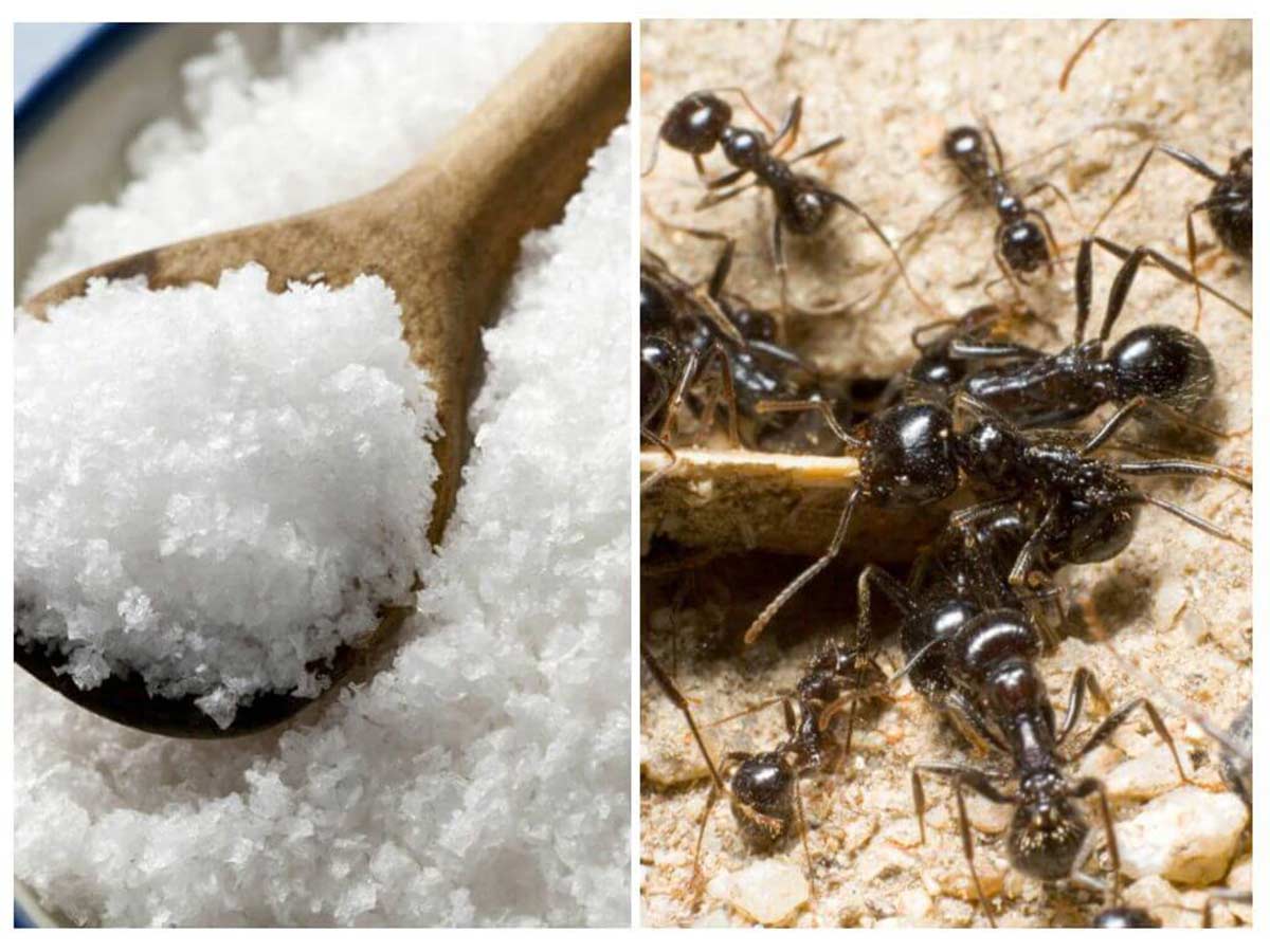 Как вывести муравьев из дома в домашних. Соль от муравьев. Муравьи в квартире. Муравьи и соль. Спасение от муравьев.