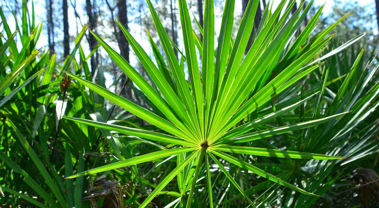 Saw Palmetto