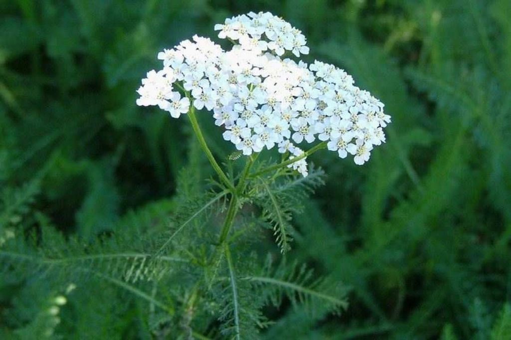 stolisnik biljka