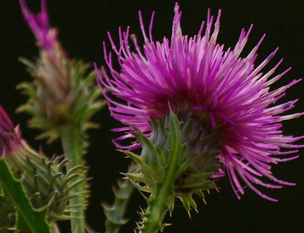 Ljekovita svojstva Čička