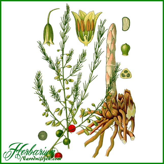Herbarium – Šparoga vrtna