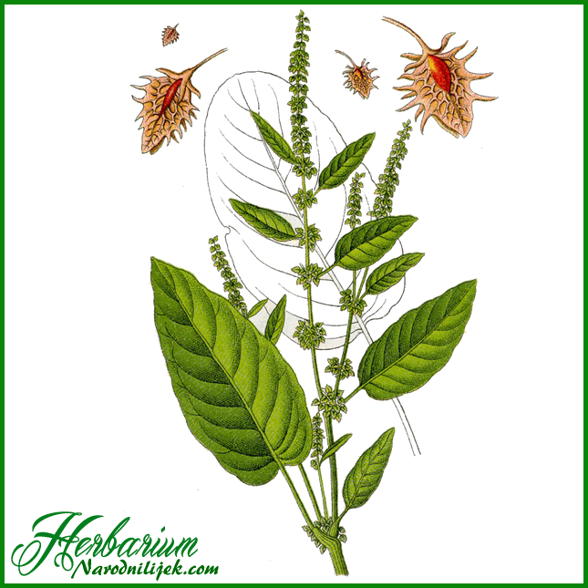 Herbarium - Štavelj